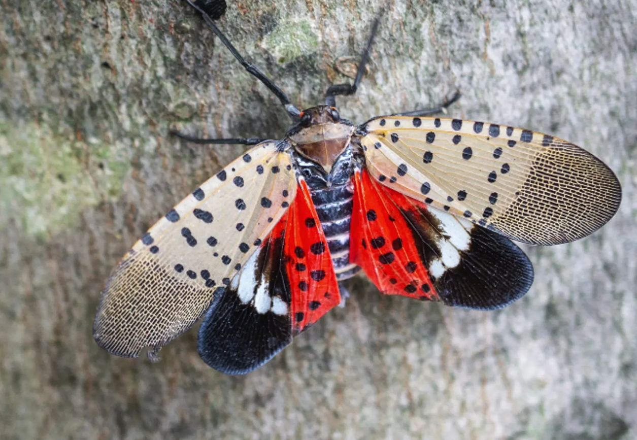 Innovative Student Project: Autonomous Robot "TartanPest" Battles Invasive Insects