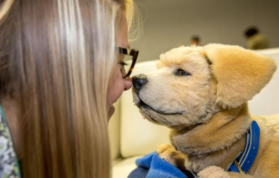 Robotic Dog 'Jeanie' Offers Comfort and Care for People with Alzheimer's | Ghanaguardian.com Robotic Dog'Jeanie' Offers Comfort and Care for People with Alzheimer's