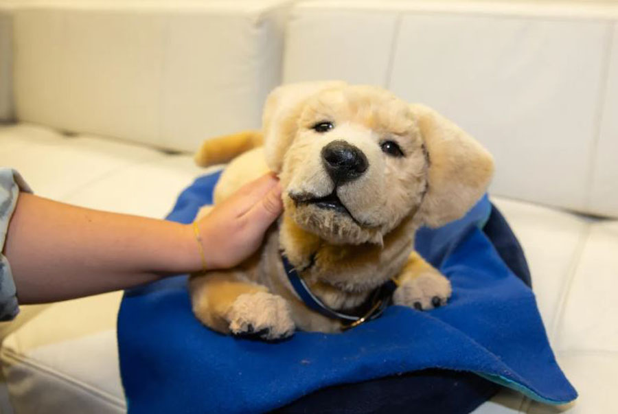 Robotic Dog 'Jeanie' Offers Comfort and Care for People with Alzheimer's | Ghanaguardian.com Robotic Dog'Jeanie' Offers Comfort and Care for People with Alzheimer's