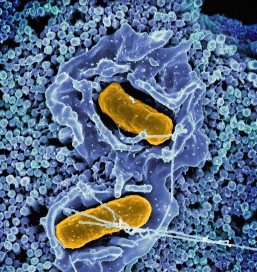 Why Climate Change is Making the Spread of Salmonella More Common