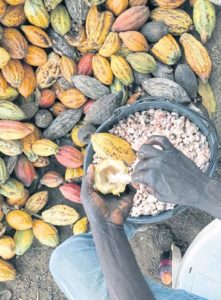A farmer opens a cocoa pod in Ntui village, Cameroon, Dec 17.