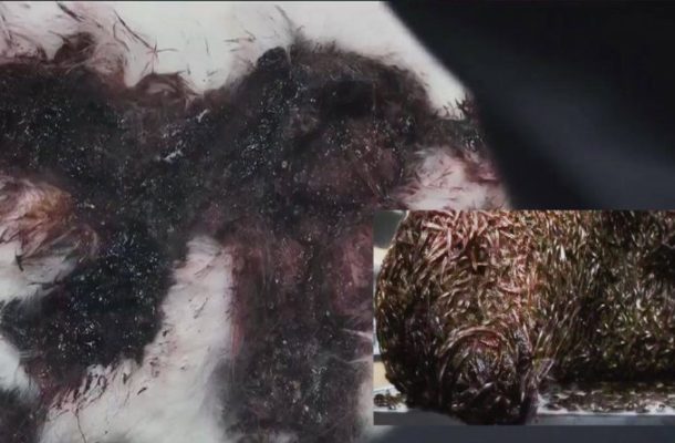 The hand of the affected was amputated but the woolly mammoth insects still multiplied