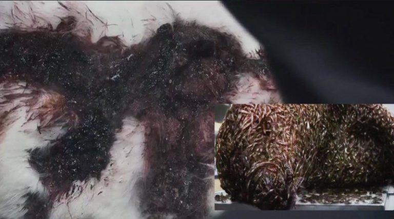The hand of the affected was amputated but the woolly mammoth insects still multiplied