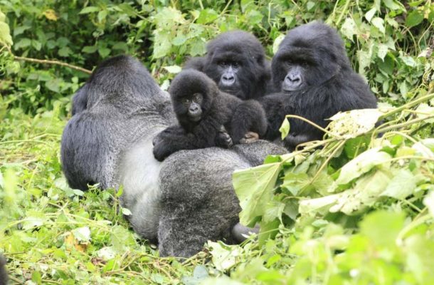 virunga1539261367219_aspR_1.333_w968_h726_e | Ghanaguardian.com
