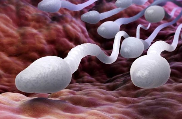 sperms | Ghanaguardian.com