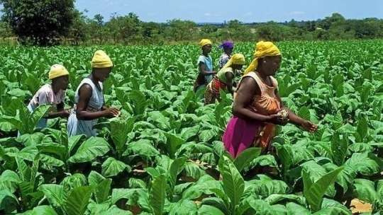 farmers | Ghanaguardian.com