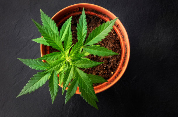 Cannabis-grow-on-balcony-gettyImages-web | Ghanaguardian.com