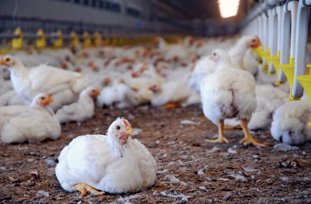 chickens-poultry-farm.jpeg | Ghanaguardian.com