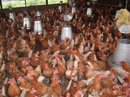 poultry.png | Ghanaguardian.com