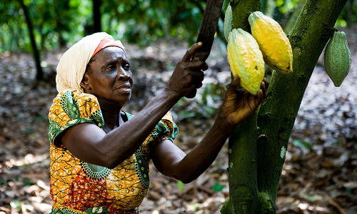 cocoa_farmer | Ghanaguardian.com