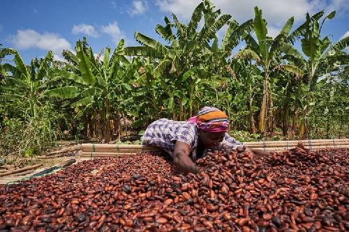 beans.png | Ghanaguardian.com