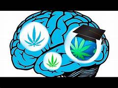 Cannabis Misuse and Schizophrenia: Unveiling the Alarming Link