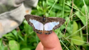 Climate Warming Threatens Small and Colorful Butterflies: A Study on Heat Regulation
