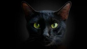 Unveiling the Mystique: The Science Behind Cats' Glowing Eyes