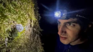 Rediscovery of Attenborough's Echidna: A Living Fossil Emerges from the Shadows