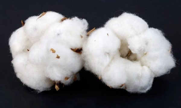 "Harvesting Green Energy: Cotton and Seawater - The Unlikely Heroes of Future Batteries"