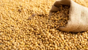 Brazil Makes History: 100% Soybean Oil Transformed into Biofuel