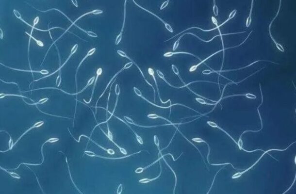 Unraveling the Enigma: How Sperm Cells Defy Newton's Third Law | Ghanaguardian.com Unraveling the Enigma: How Sperm Cells Defy Newton's Third Law