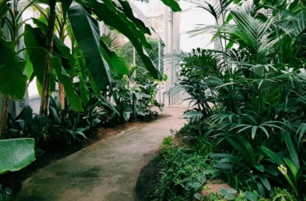 Silent Whispers: Breakthrough Video Reveals How Plants Communicate in Real Time
