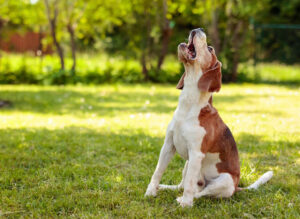 Decoding Dog Barks: AI's Breakthrough in Animal Communication