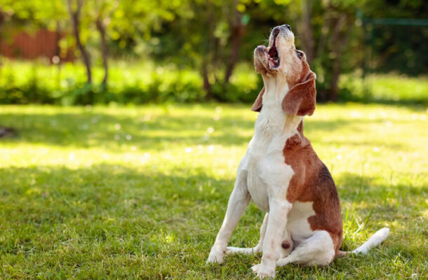 Decoding Dog Barks: AI's Breakthrough in Animal Communication