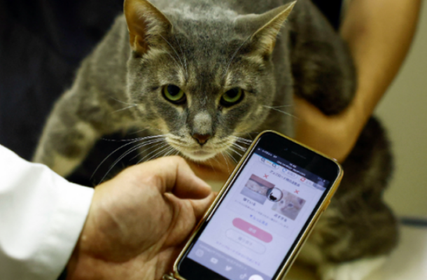 App with AI Detects Pain in Cats: CatsMe Revolutionizes Pet Care