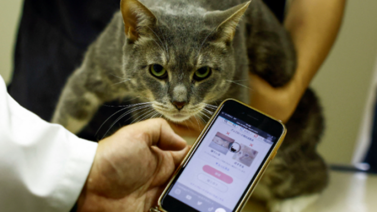 App with AI Detects Pain in Cats: CatsMe Revolutionizes Pet Care