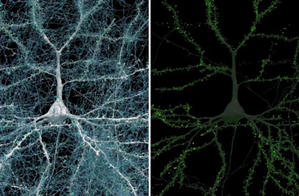 Google and Harvard Reveal the Most Detailed Map of the Human Brain | Ghanaguardian.com Google and Harvard Reveal the Most Detailed Map of the Human Brain