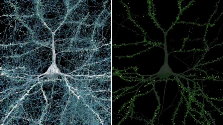 Google and Harvard Reveal the Most Detailed Map of the Human Brain