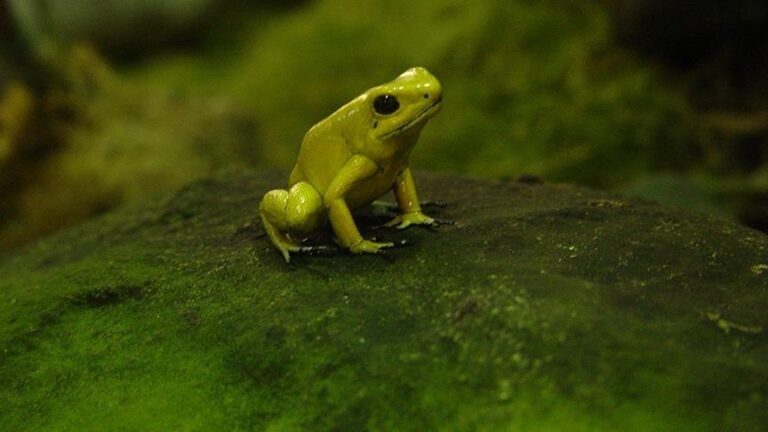 Seven New Frog Species Discovered in Madagascar: A Tribute to "Star Trek"