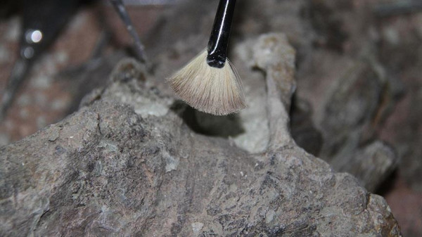 50,000-Year-Old Mammoth Fossil Unearthed in Russia