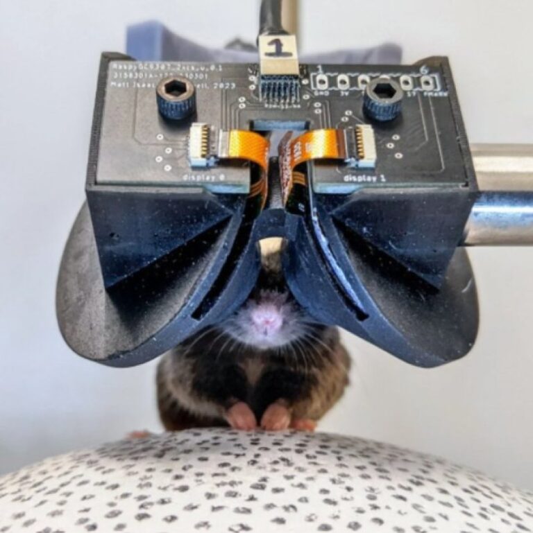Scientists Create VR Glasses for Mice: A New Frontier in Animal Behavior Research
