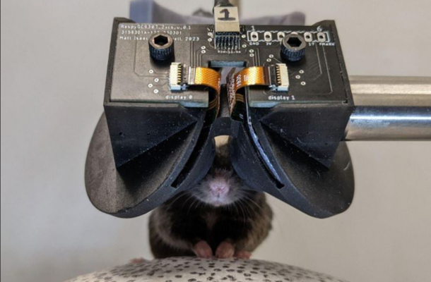 Smart Digital Glasses for Mice Could Unlock Key Insights Into Human Diseases | Ghanaguardian.com Smart Digital Glasses for Mice Could Unlock Key Insights Into Human Diseases