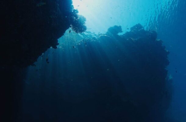 Scientists Discover Pararosa vigarae: A New Marine Tapeworm Species off Spain's Coast
