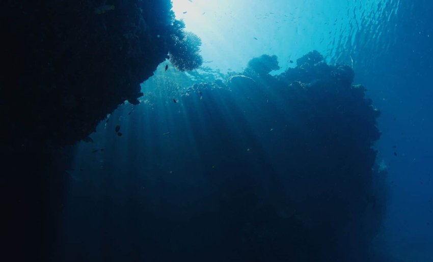 Scientists Discover Pararosa vigarae: A New Marine Tapeworm Species off Spain's Coast