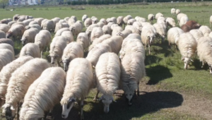 Cattle Plague Confirmed in Korça: Albanian Authorities Quarantine Outbreak in Devoll Village