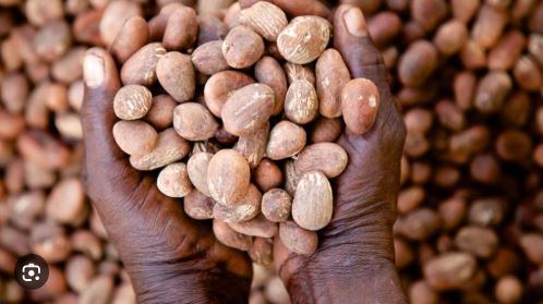 shea nut | Ghanaguardian.com