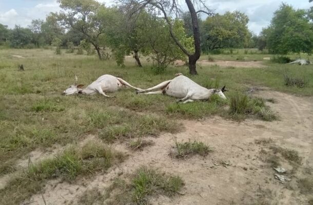 cattle- | Ghanaguardian.com