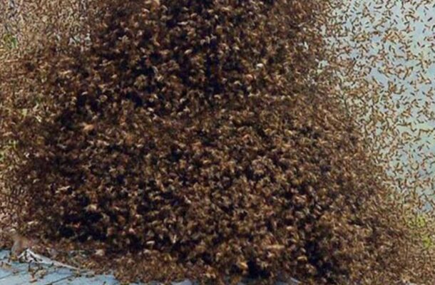 Bees-swarm-1320x742-1-1140x570 | Ghanaguardian.com
