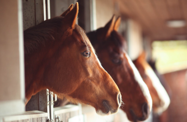 Study: Horses can smell human fear, scientists find | Ghanaguardian.com Study: Horses can smell human fear, scientists find