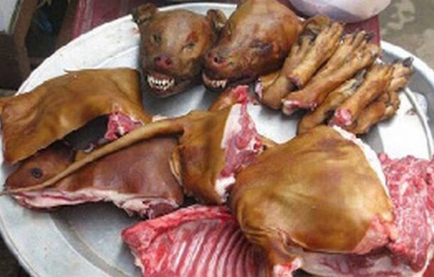 dog meat | Ghanaguardian.com
