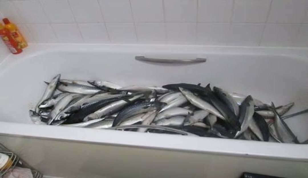 fish | Ghanaguardian.com