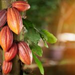 Cacao pods growing on a tree trunk with green leaves nearby, sunlight on the right side of the image