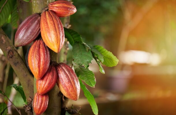 Cacao pods growing on a tree trunk with green leaves nearby, sunlight on the right side of the image