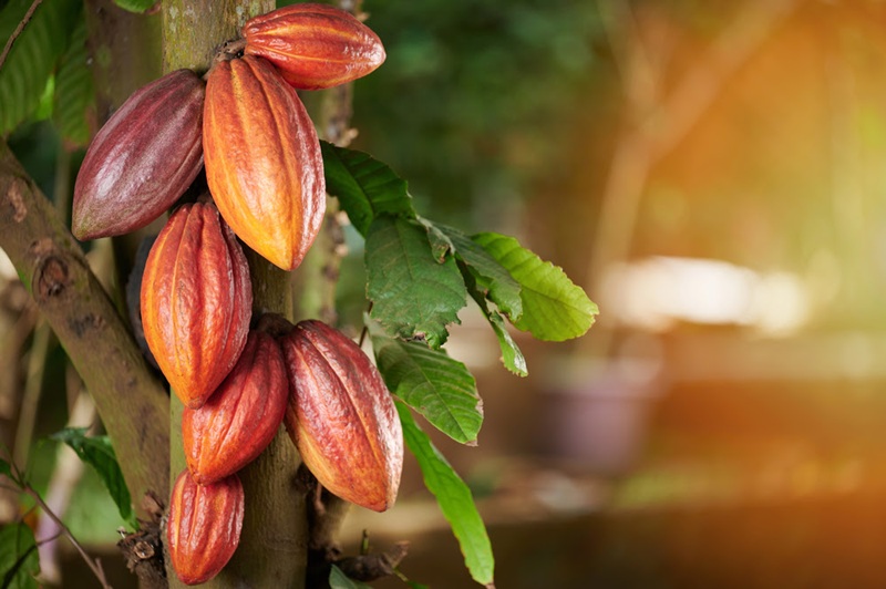 Cacao pods growing on a tree trunk with green leaves nearby, sunlight on the right side of the image