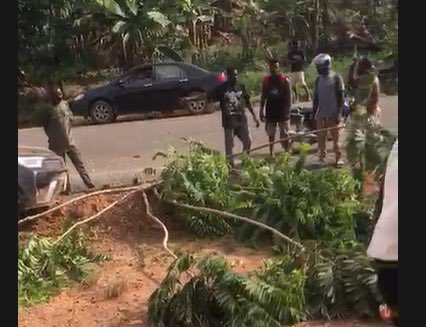 Group of people standing on a road beside a large fallen tree branch and debris, surveying the scene.