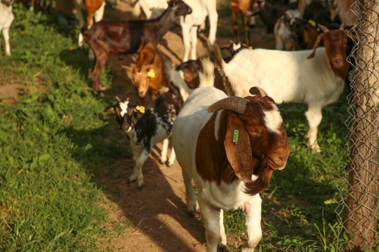 Brown-and-white goat leads a small herd along a dirt path beside a wire fence, in a sunlit farm scene with green vegetation around.