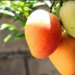 Three ripe mangoes hanging from a branch in bright sunlight, with green leaves visible nearby.
