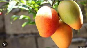 Three ripe mangoes hanging from a branch in bright sunlight, with green leaves visible nearby.