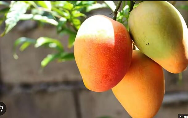 Three ripe mangoes hanging from a branch in bright sunlight, with green leaves visible nearby.